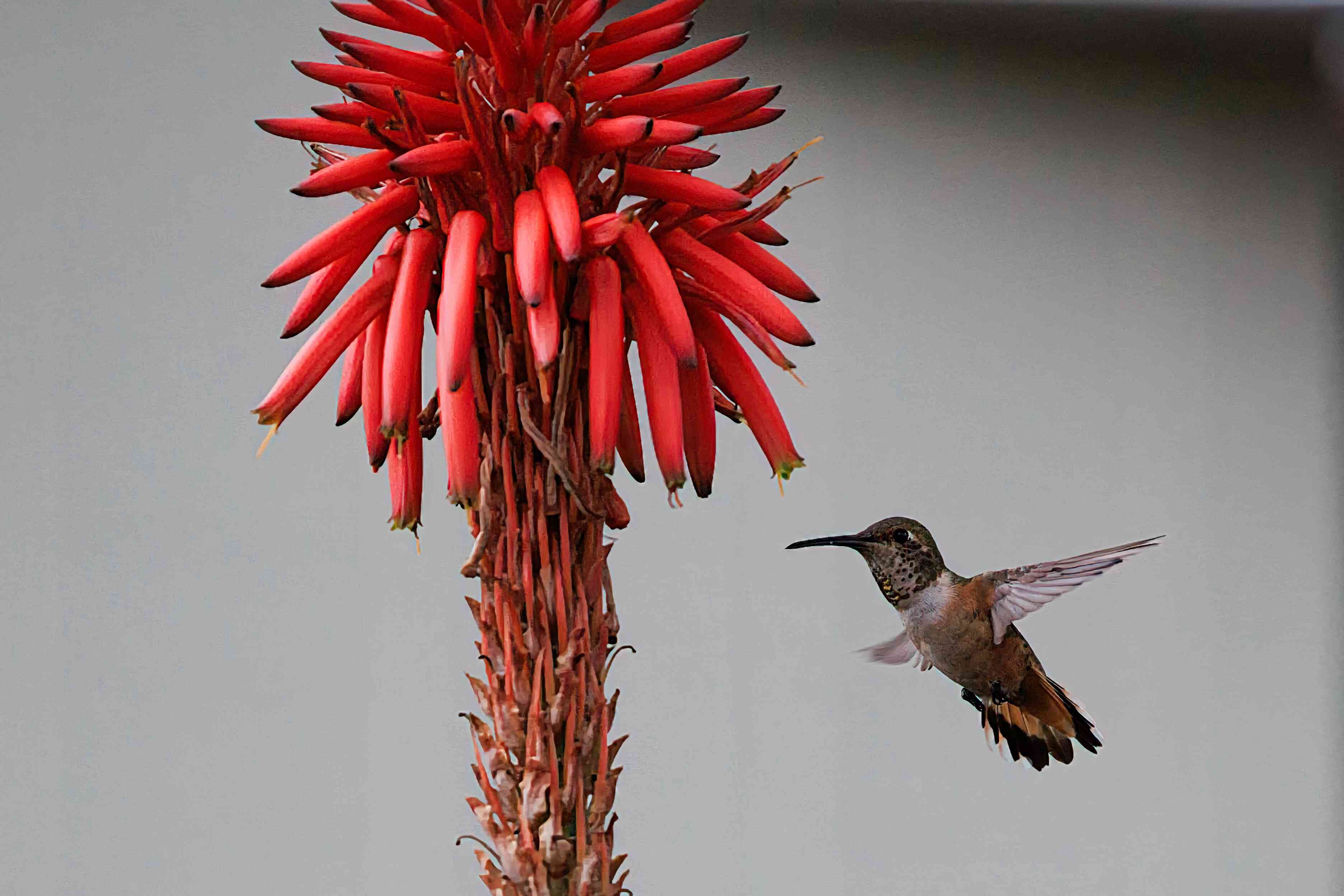 wildlife 1