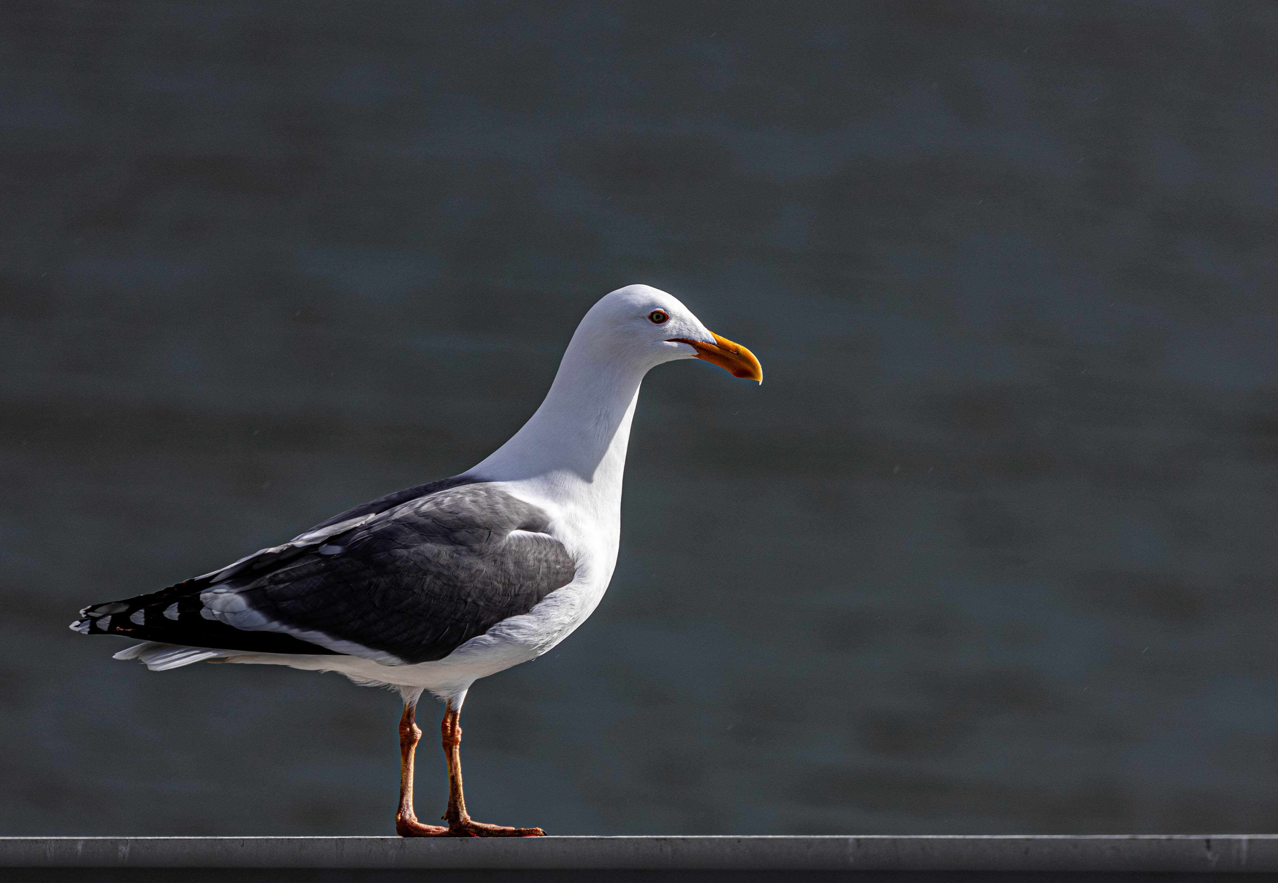 wildlife 3