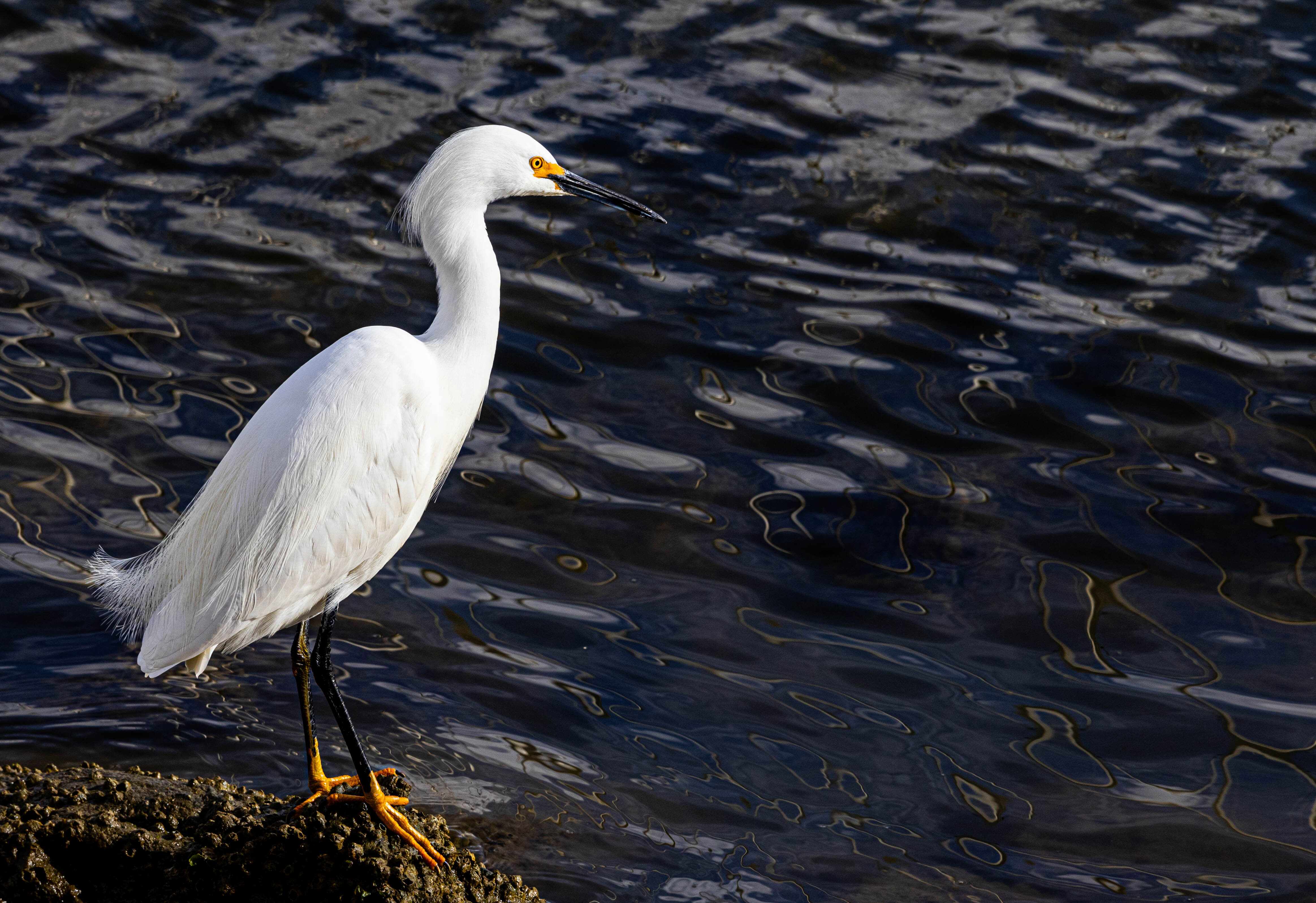 wildlife 4