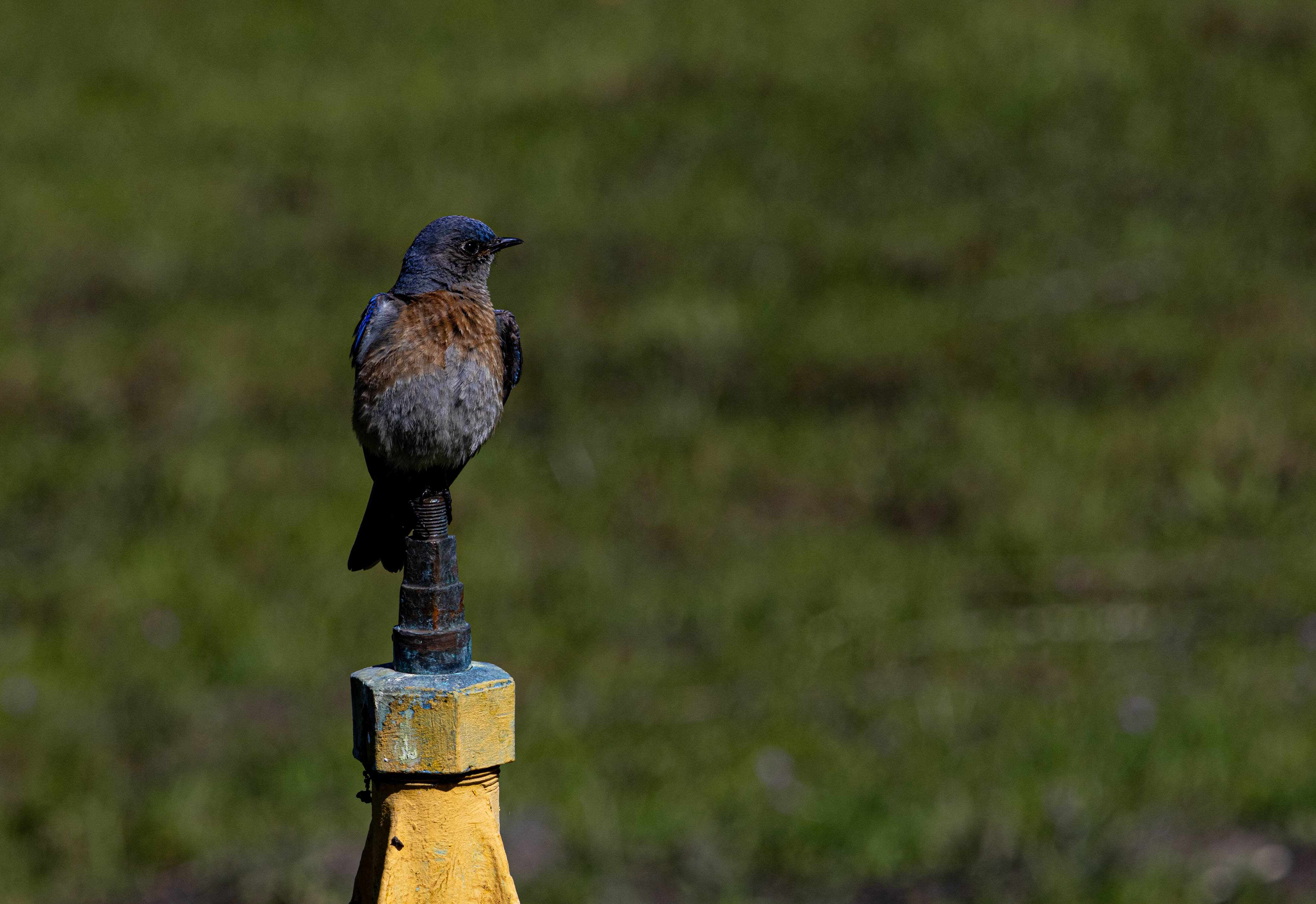 wildlife 5