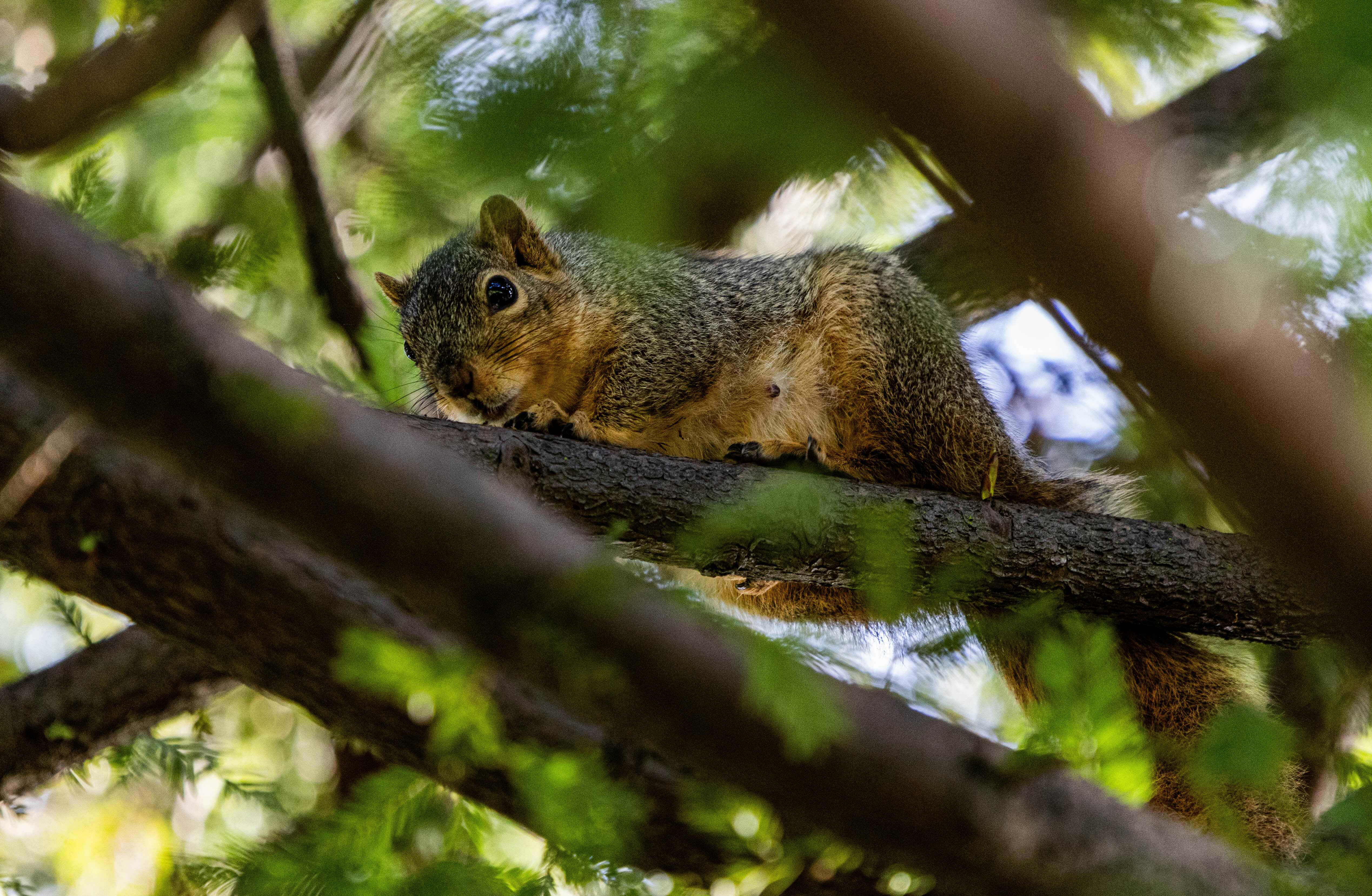 wildlife 6