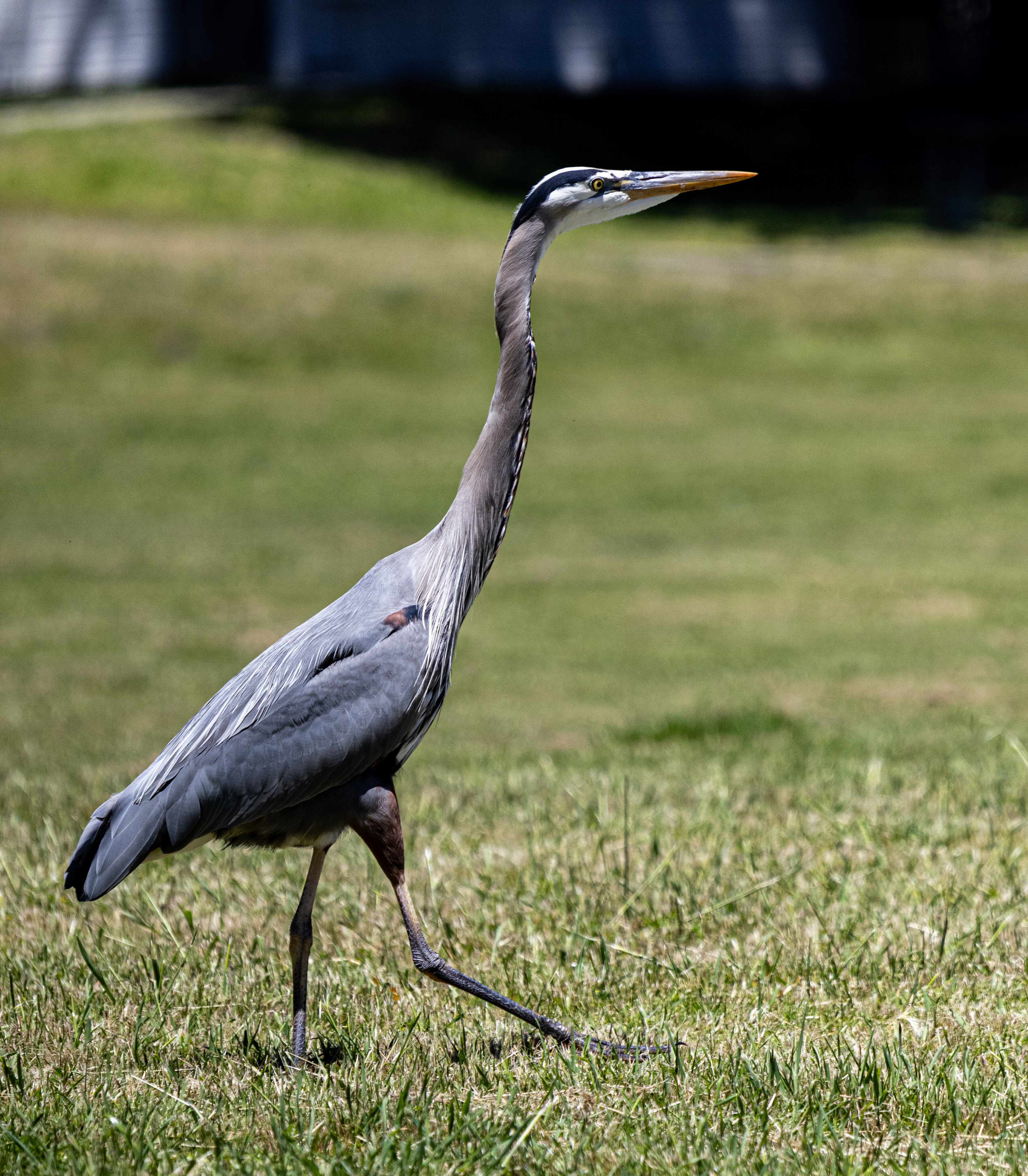 wildlife 7